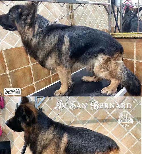 天然宠物护毛素替代品推荐:安全又有效的选择 天然宠物护毛素替代品推荐:安全又有效的选择