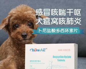 狗狗嗓子痛如何治疗?药物与护理方法解析 狗狗嗓子痛如何治疗?药物与护理方法解析