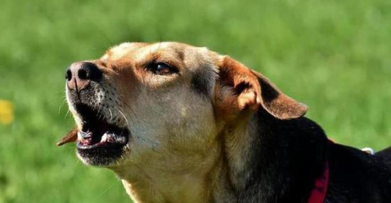 小狗喘气声常见原因及健康隐患解析 小狗喘气声常见原因及健康隐患解析