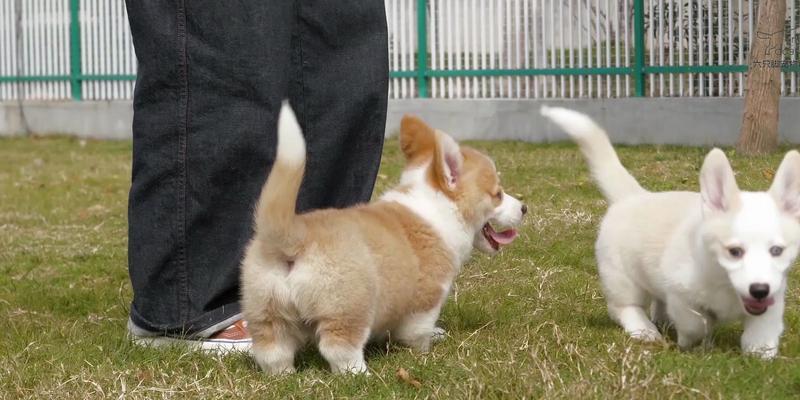 幼犬外出散步的时机与安全指南 幼犬外出散步的时机与安全指南