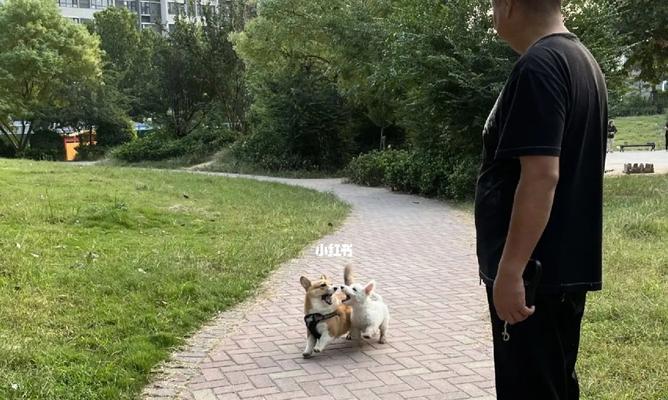 幼犬外出散步的时机与安全指南 幼犬外出散步的时机与安全指南