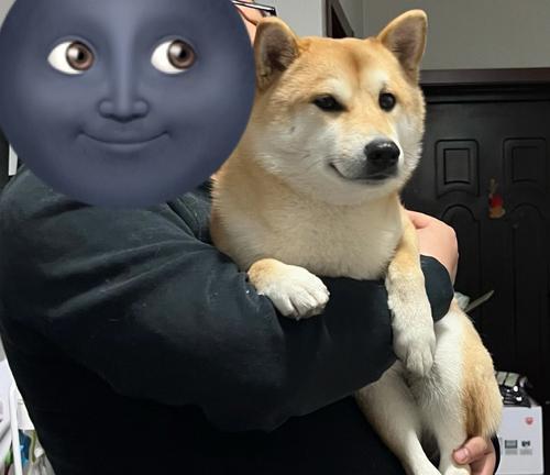 幼犬外出散步的时机与安全指南 幼犬外出散步的时机与安全指南