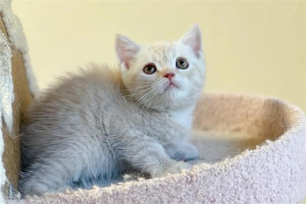 猫尿味道大是否正常？健康警示与护理方法