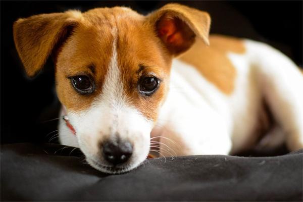 狗狗频繁舔腿可能有哪些原因? 狗狗频繁舔腿可能有哪些原因?