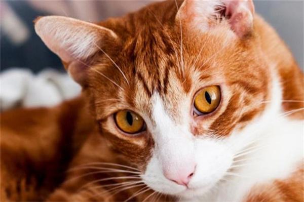 猫咪夏季如何科学降温与饮水注意事项 猫咪夏季如何科学降温与饮水注意事项