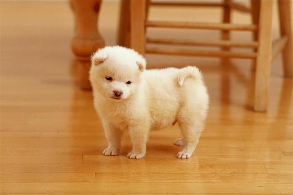 狗狗对狗粮过敏怎么办？原因与应对办法