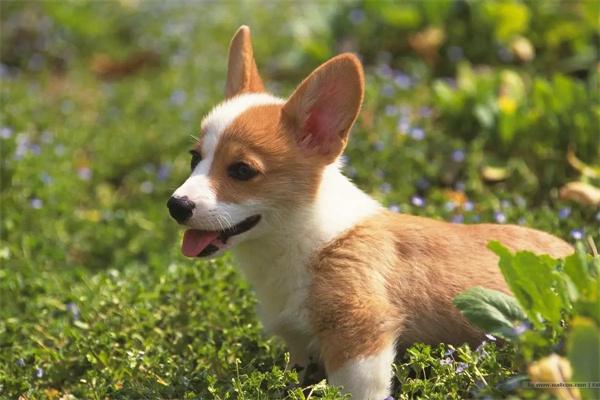 狗狗不服从指令？科学训练方法帮你解决