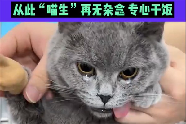 猫咪绝育后为何像‘生无可恋’？