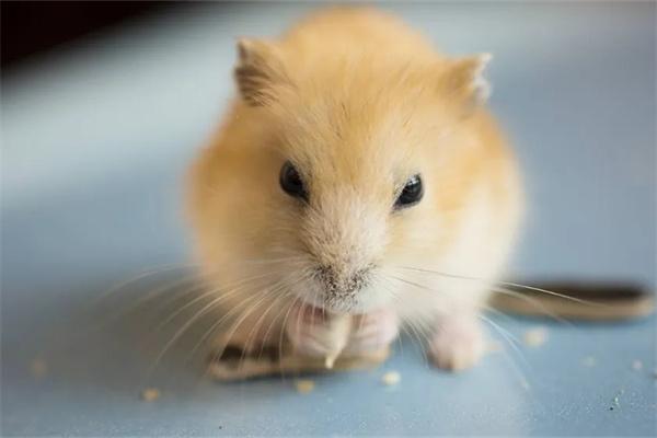 仓鼠打喷嚏原因及处理方法详解 仓鼠打喷嚏原因及处理方法详解