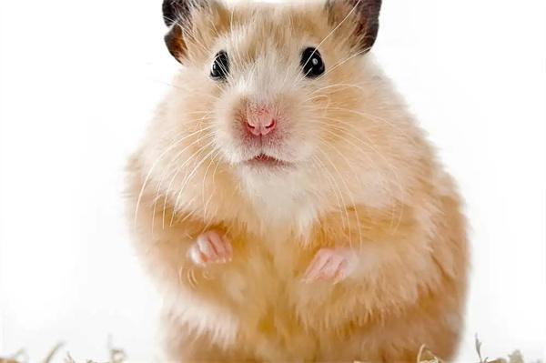 仓鼠打喷嚏原因及处理方法详解 仓鼠打喷嚏原因及处理方法详解