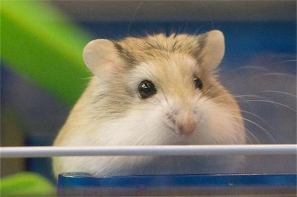 仓鼠受惊如何安抚?温柔方法和注意事项 仓鼠受惊如何安抚?温柔方法和注意事项