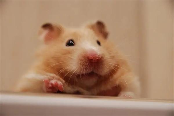 仓鼠打喷嚏原因及应对方法