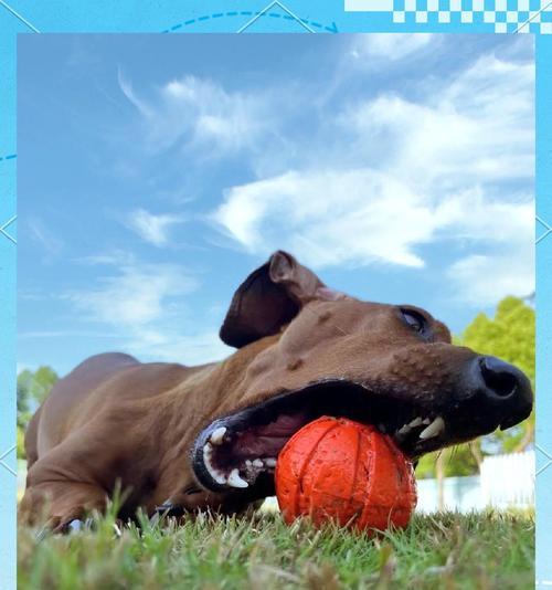 球虫病潜伏期与症状全解析