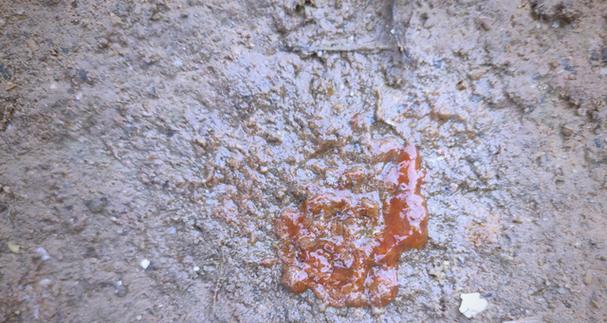 球虫病潜伏期与症状全解析