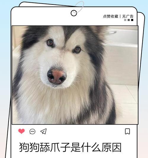 狗狗舔人的七大原因解析，背后的心理与行为真相