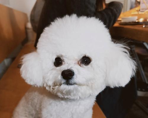 城市安静狗狗品种推荐，打造宁静家庭生活