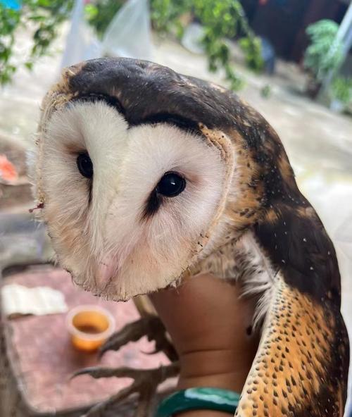 仓鸮饲养全攻略:特性、技巧与日常照顾 仓鸮饲养全攻略:特性、技巧与日常照顾