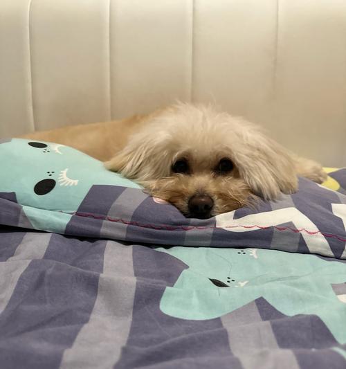 城市安静狗狗品种推荐，打造宁静家庭生活