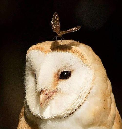 仓鸮饲养全攻略:特性、技巧与日常照顾 仓鸮饲养全攻略:特性、技巧与日常照顾