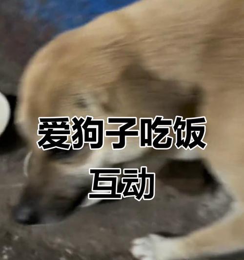 定时喂养对狗狗健康的影响与科学安排 定时喂养对狗狗健康的影响与科学安排