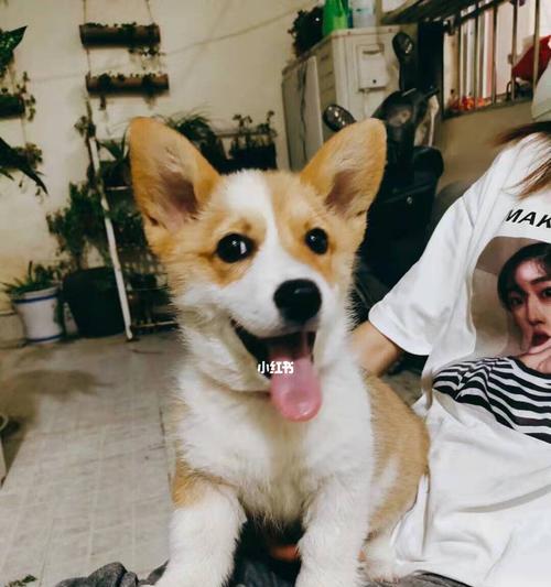 狗狗吃排骨的营养与安全指南