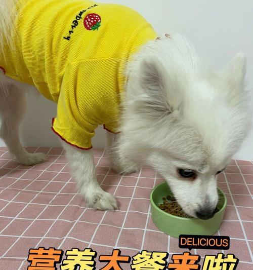 定时喂养对狗狗健康的影响与科学安排 定时喂养对狗狗健康的影响与科学安排
