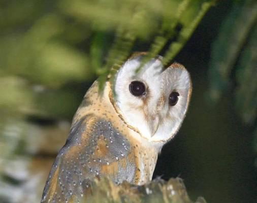 仓鸮饲养全攻略:特性、技巧与日常照顾 仓鸮饲养全攻略:特性、技巧与日常照顾