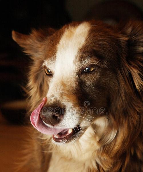 狗狗吃排骨的营养与安全指南