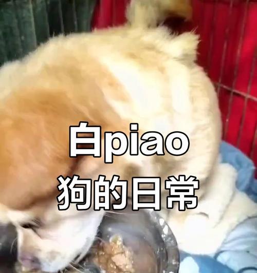 定时喂养对狗狗健康的影响与科学安排 定时喂养对狗狗健康的影响与科学安排