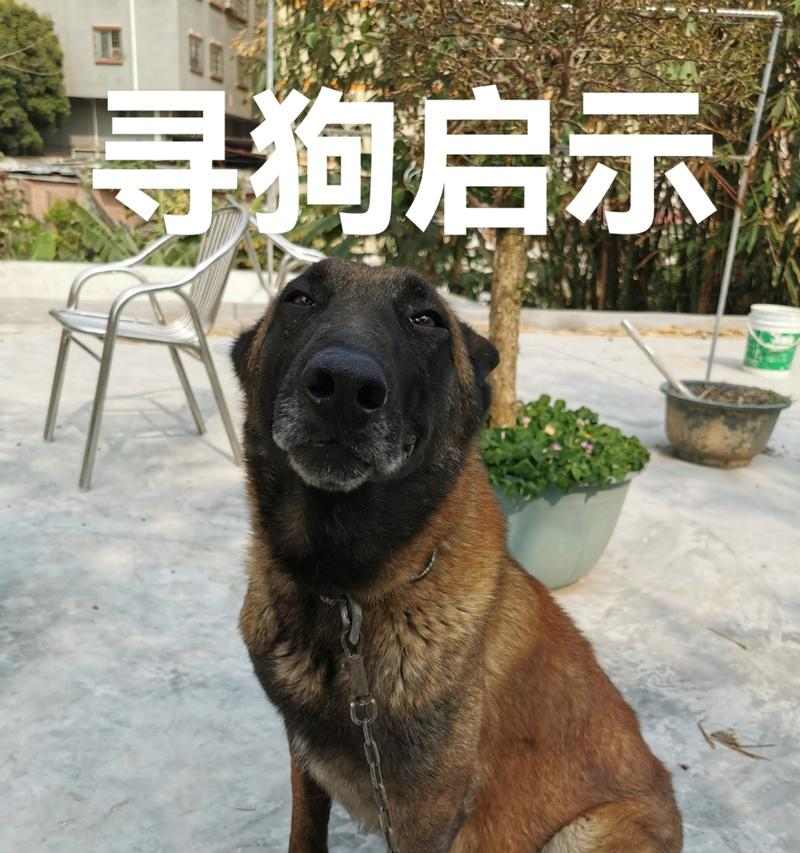 宠物狗异地搬迁安全指南与实用技巧