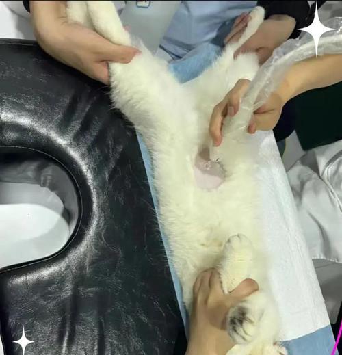 猫尿结石术后洗澡注意事项及恢复建议 猫尿结石术后洗澡注意事项及恢复建议