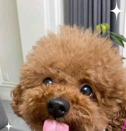 泰迪消炎药种类与功效全解析