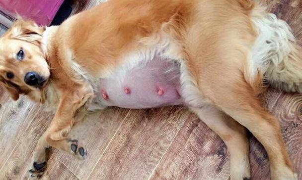 小金毛断奶时间选择与影响因素解析 小金毛断奶时间选择与影响因素解析