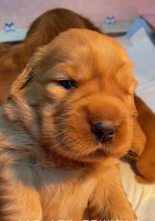 小金毛断奶时间选择与影响因素解析 小金毛断奶时间选择与影响因素解析