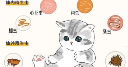 科学规划猫咪驱虫周期，守护健康生活