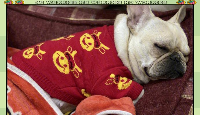 法国斗牛犬饲养全攻略:性格、健康与日常照料 法国斗牛犬饲养全攻略:性格、健康与日常照料