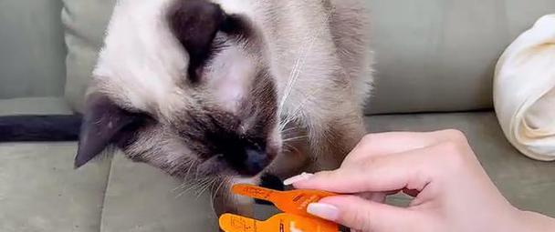 科学规划猫咪驱虫周期，守护健康生活