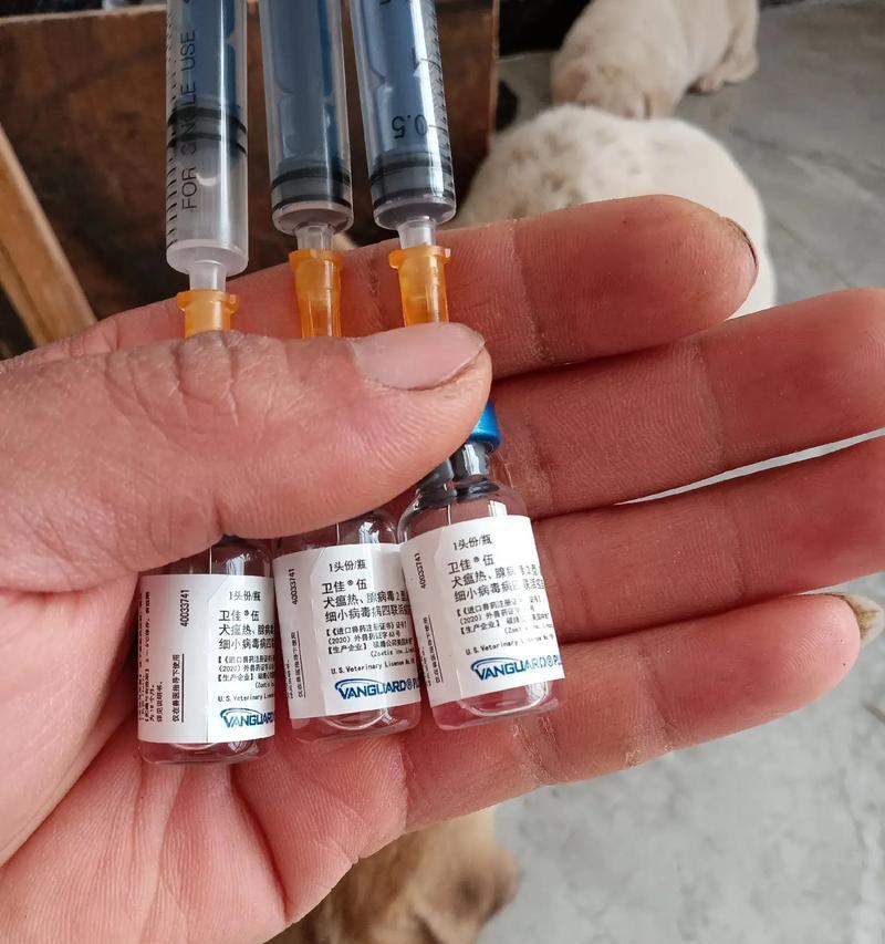 幼犬疫苗接种指南与护理要点