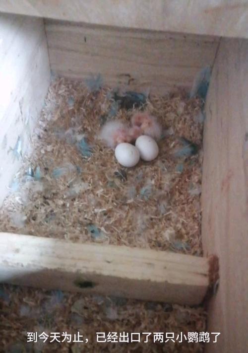 小鹦鹉饲养指南：健康成长的必备知识