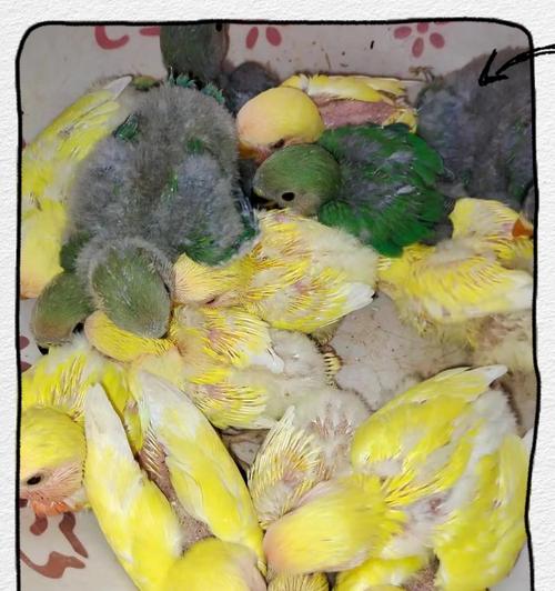 小鹦鹉饲养指南：健康成长的必备知识