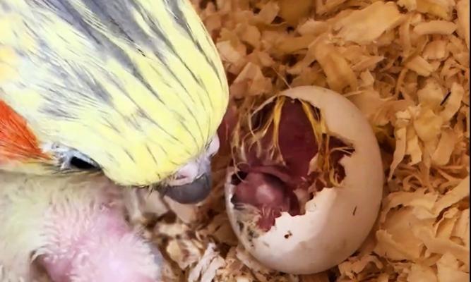 小鹦鹉饲养指南：健康成长的必备知识