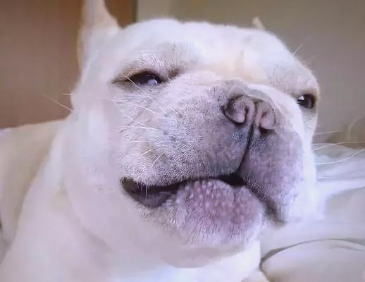 如何判断狗狗是否吃饱及喂食次数科学指南