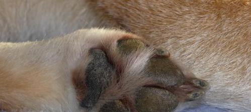 纯种柴犬爪子颜色辨别方法与纯种鉴定技巧 纯种柴犬爪子颜色辨别方法与纯种鉴定技巧