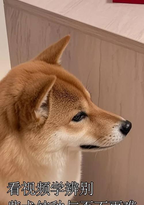 纯种柴犬爪子颜色辨别方法与纯种鉴定技巧 纯种柴犬爪子颜色辨别方法与纯种鉴定技巧