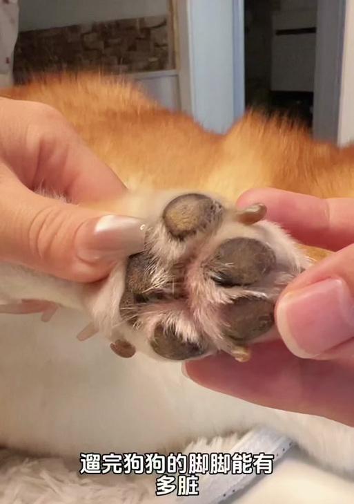 纯种柴犬爪子颜色辨别方法与纯种鉴定技巧 纯种柴犬爪子颜色辨别方法与纯种鉴定技巧