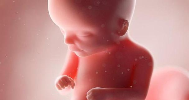 胎儿视觉发育阶段全解析