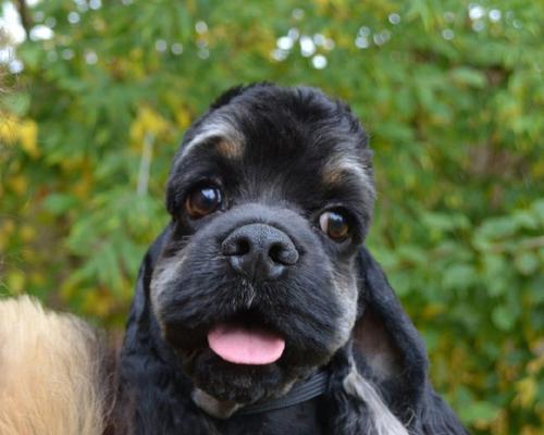 可卡犬性格特点与饲养指南全解析 可卡犬性格特点与饲养指南全解析