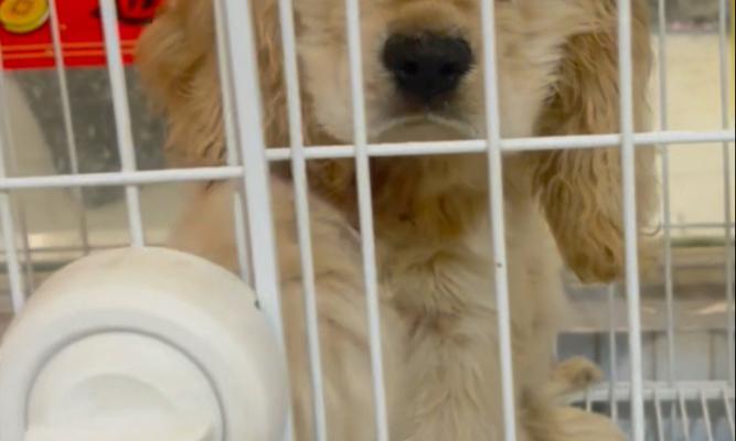 可卡犬性格特点与饲养指南全解析 可卡犬性格特点与饲养指南全解析