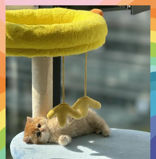 猫咪拉稀的科学应对方法与注意事项 猫咪拉稀的科学应对方法与注意事项