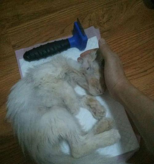 猫死后尸体变硬的生物学过程解析